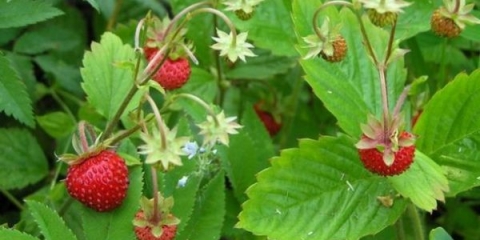 Ljekovita svojstva i kontraindikacije listova jagode